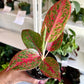 4" Aglaonema Red Stardust