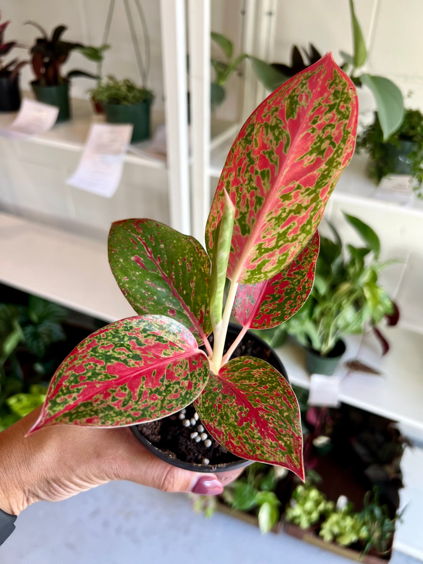 4" Aglaonema Red Stardust