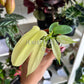 2” Philodendron Florida Ghost