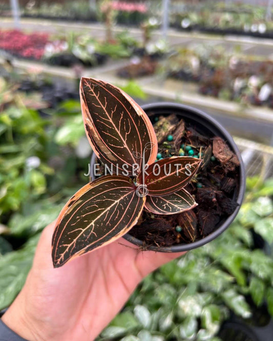3” Variegated Jewel Orchid