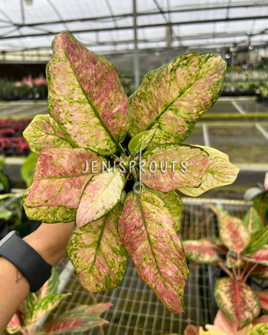 4" Aglaonema Cotton Candy
