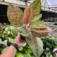 4” Aglaonema Fortune