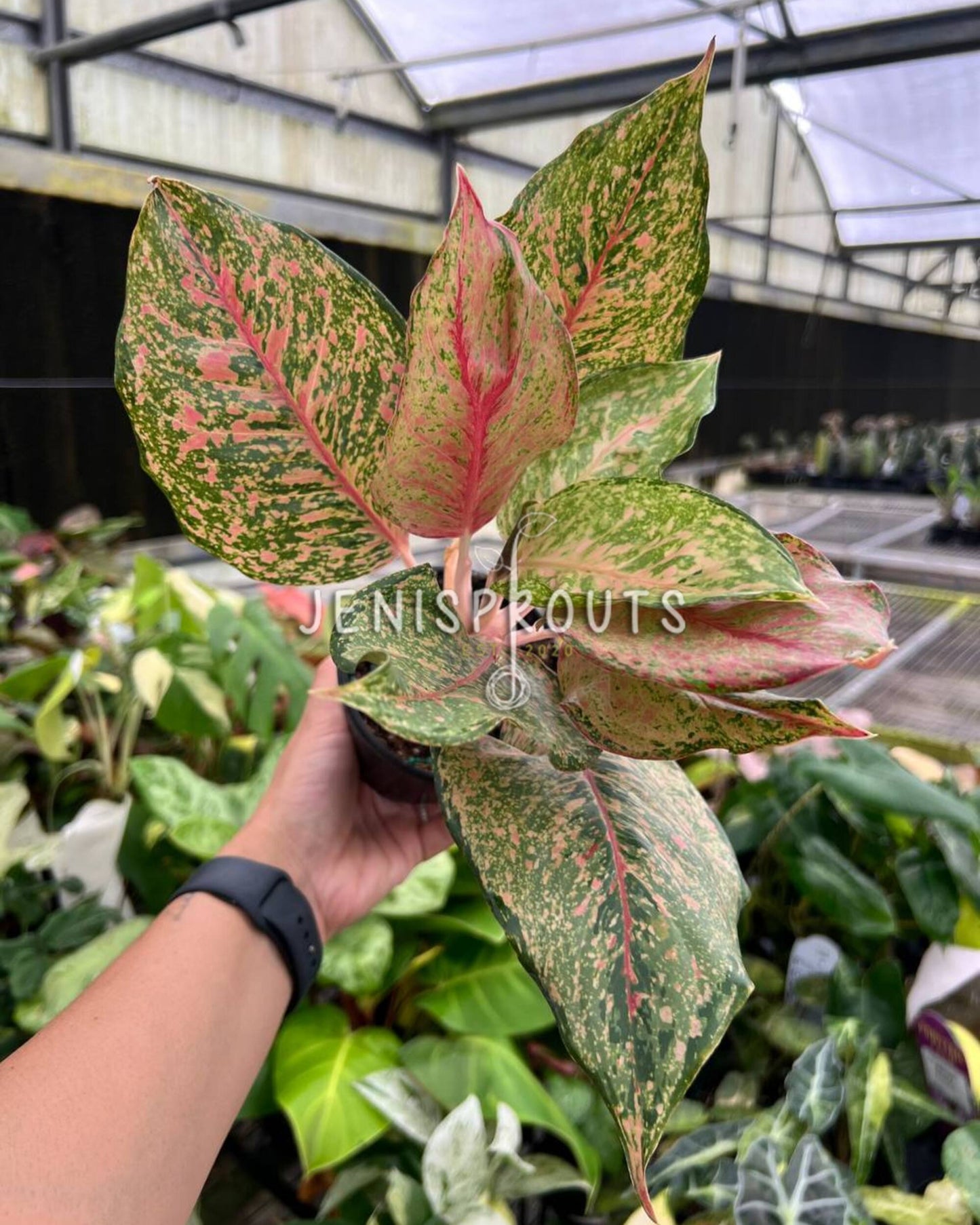 4” Aglaonema Fortune