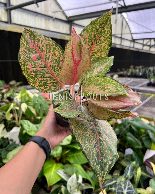 4” Aglaonema Fortune