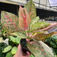 4” Aglaonema Fortune
