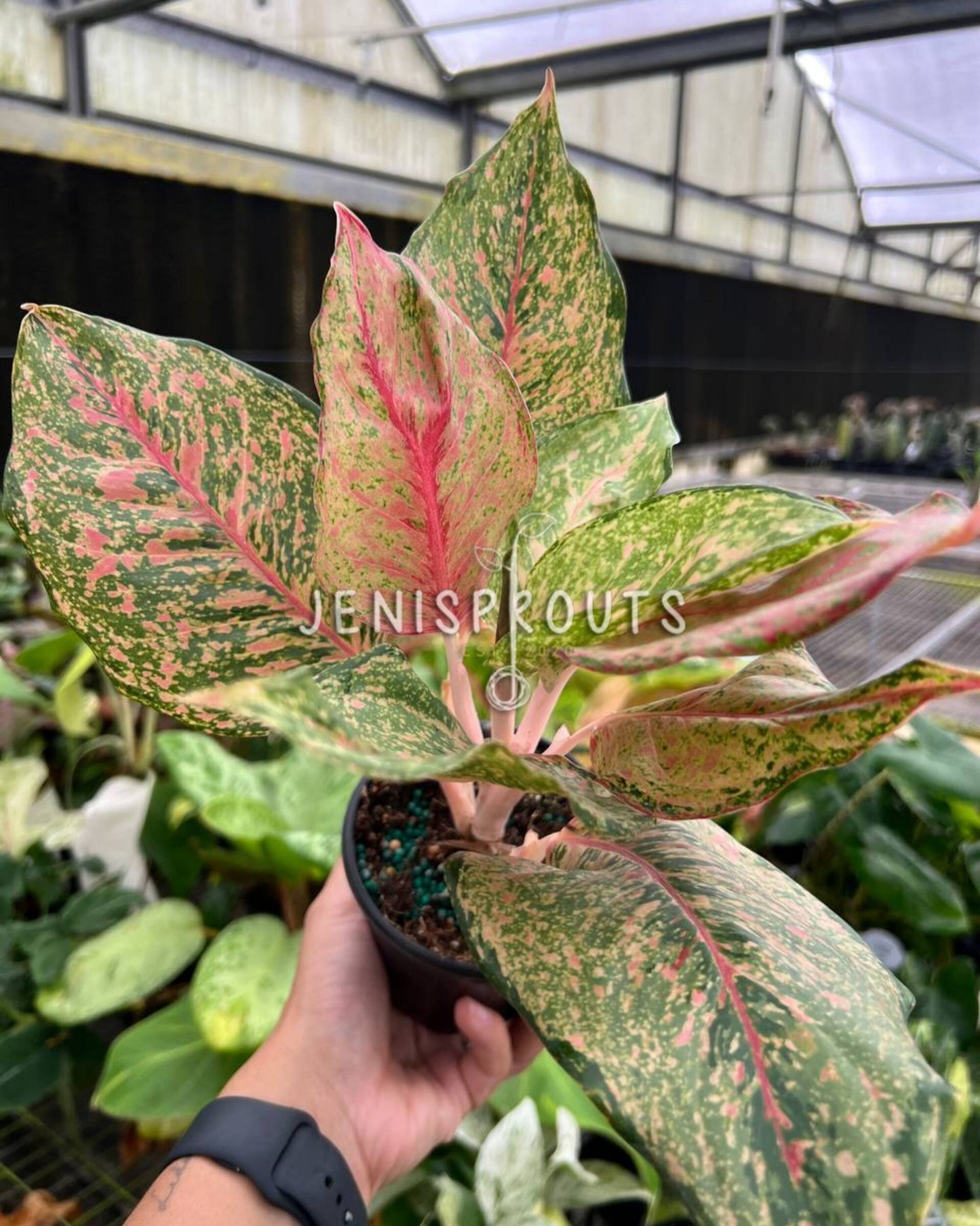 4” Aglaonema Fortune