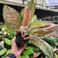 4” Aglaonema Fortune