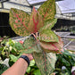 4” Aglaonema Fortune