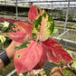 4" Aglaonema Hello Kitty