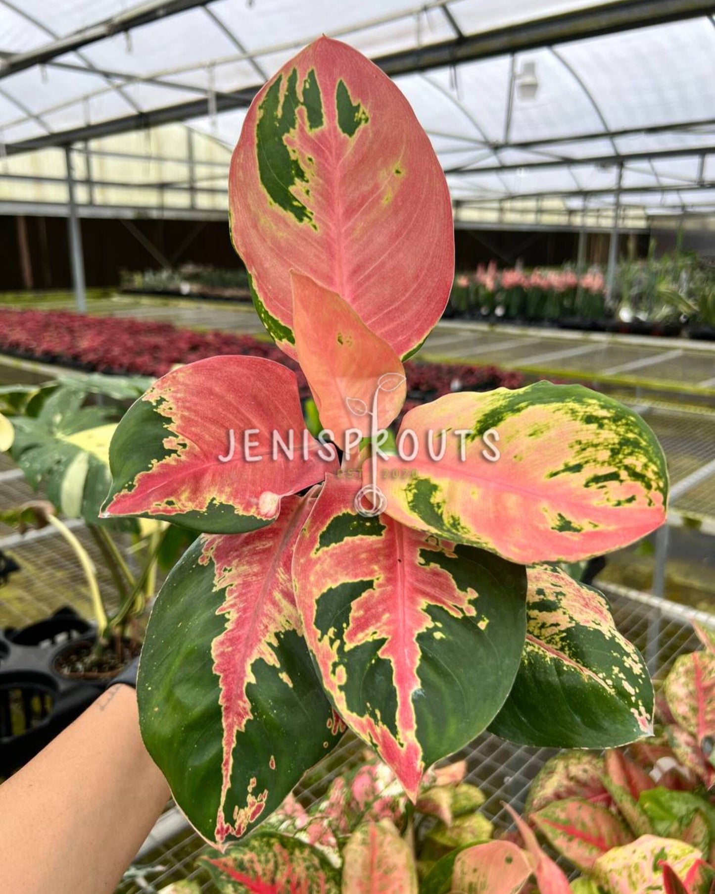 4" Aglaonema Hello Kitty