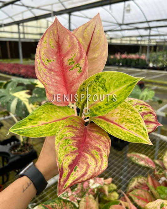 4" Aglaonema Jouli