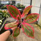 4" Aglaonema Khanaz