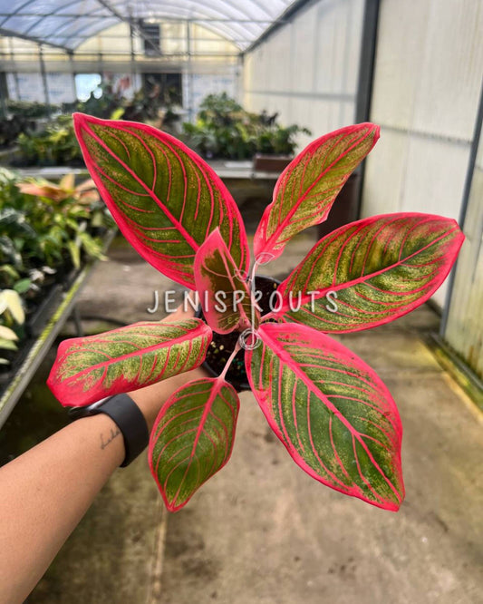 4" Aglaonema Khanaz