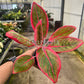 4" Aglaonema Khanaz