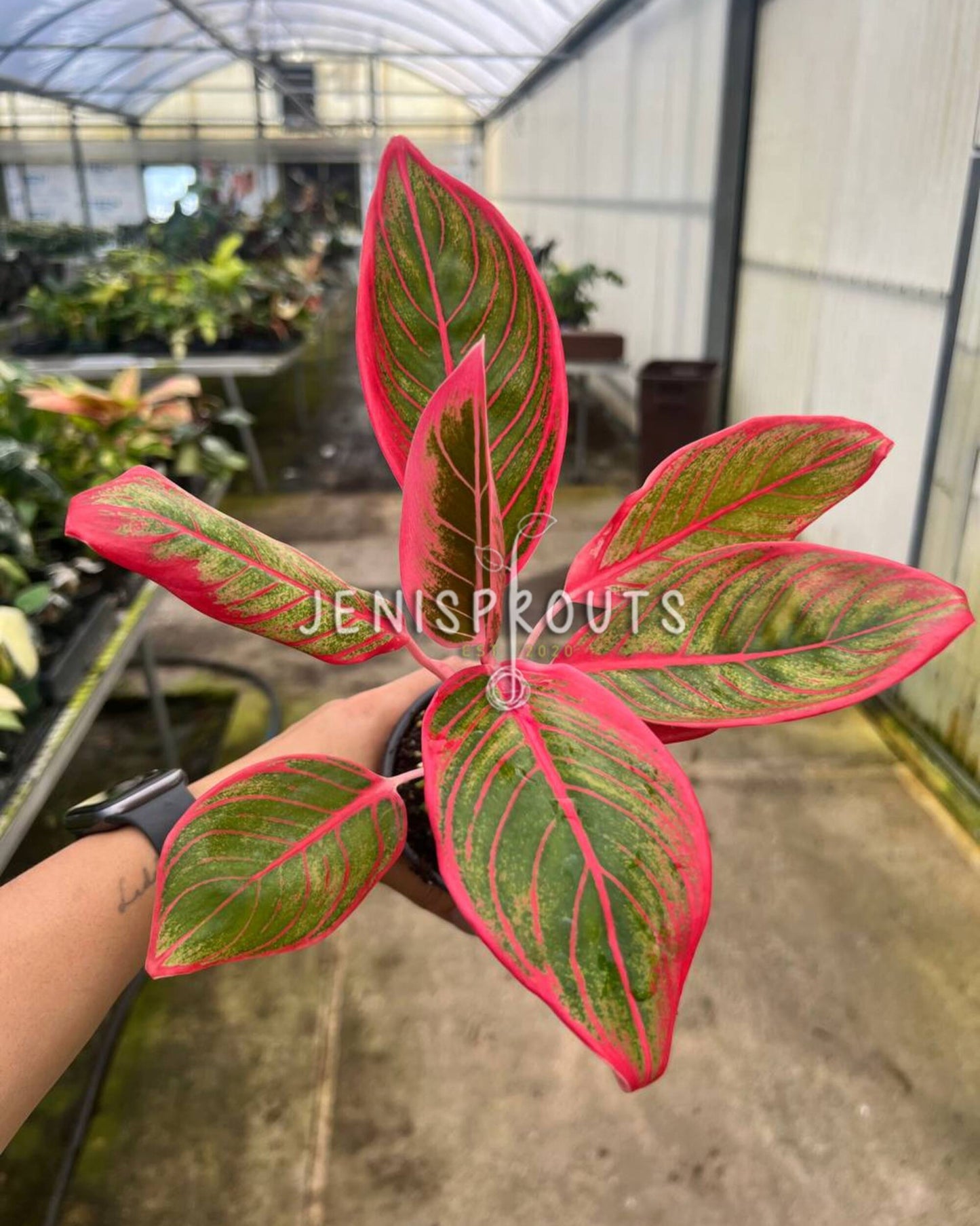 4" Aglaonema Khanaz