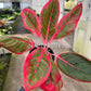 4" Aglaonema Khanaz