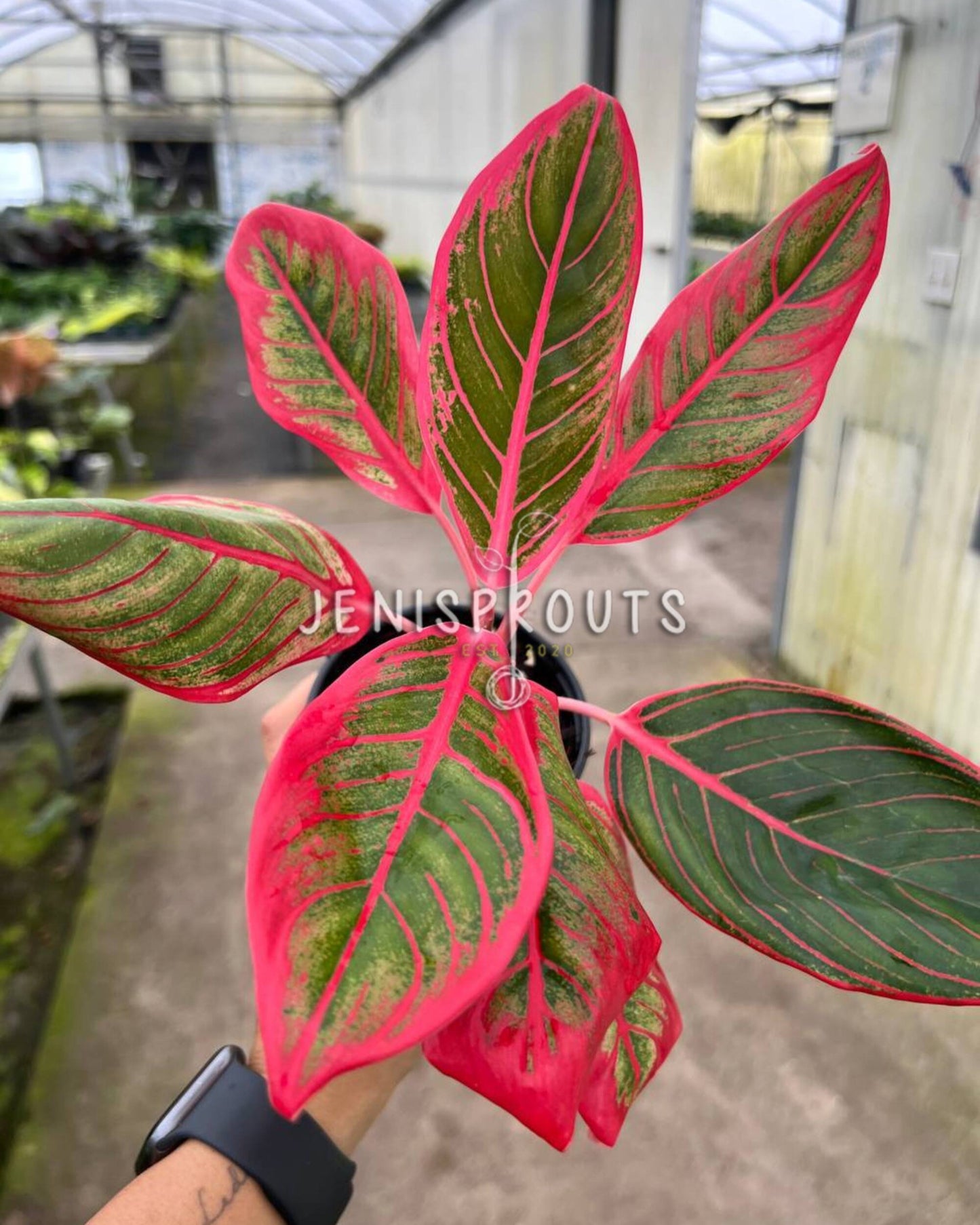 4" Aglaonema Khanaz