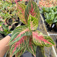 4" Aglaonema Mahanakorn