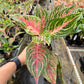 4" Aglaonema Mahanakorn