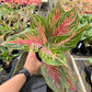 4" Aglaonema Mahanakorn