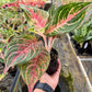 4" Aglaonema Mahanakorn