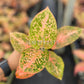 4" Aglaonema Orange Stardust