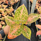 4" Aglaonema Orange Stardust