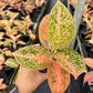 4" Aglaonema Orange Stardust