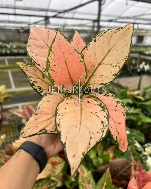 4" Aglaonema Pink Maroon
