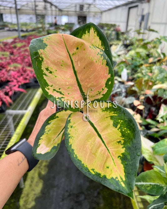 4" Aglaonema Starbuck