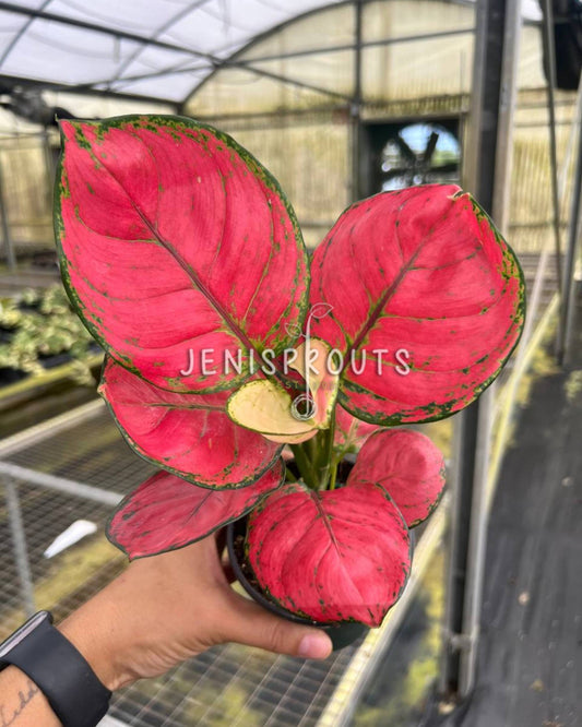 4" Aglaonema Sweet Candy