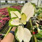 4" Aglaonema White Cochin