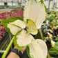 4" Aglaonema White Cochin