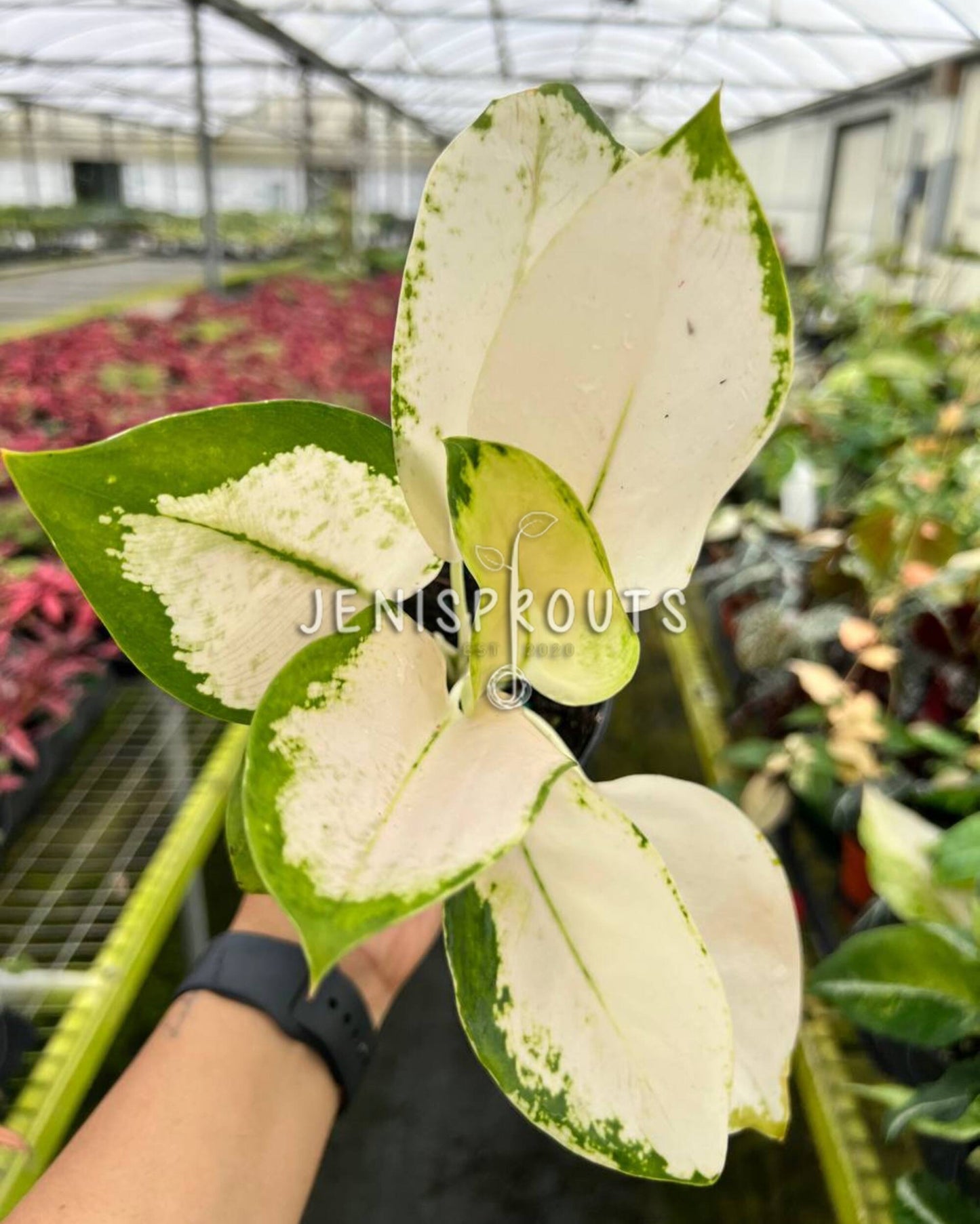 4" Aglaonema White Cochin