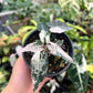 4" Alocasia Bambino Pink Variegated