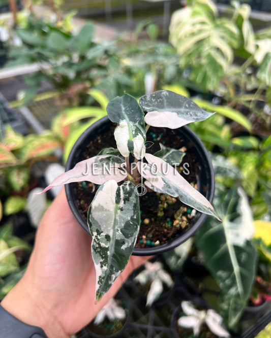 4" Alocasia Bambino Pink Variegated