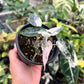 4" Alocasia Bambino Pink Variegated