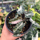 4" Alocasia Bambino Pink Variegated