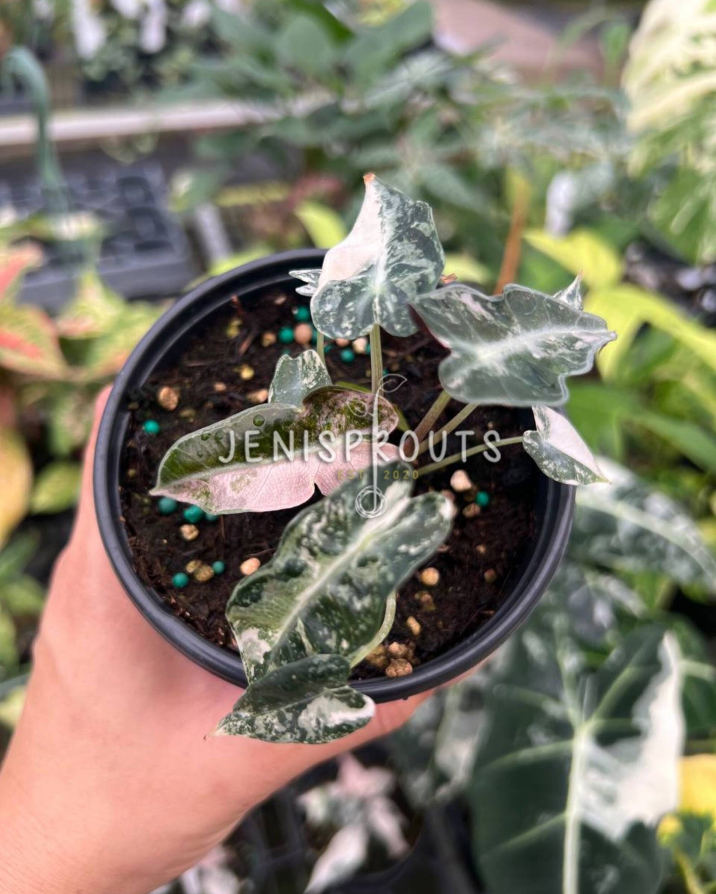 4" Alocasia Bambino Pink Variegated