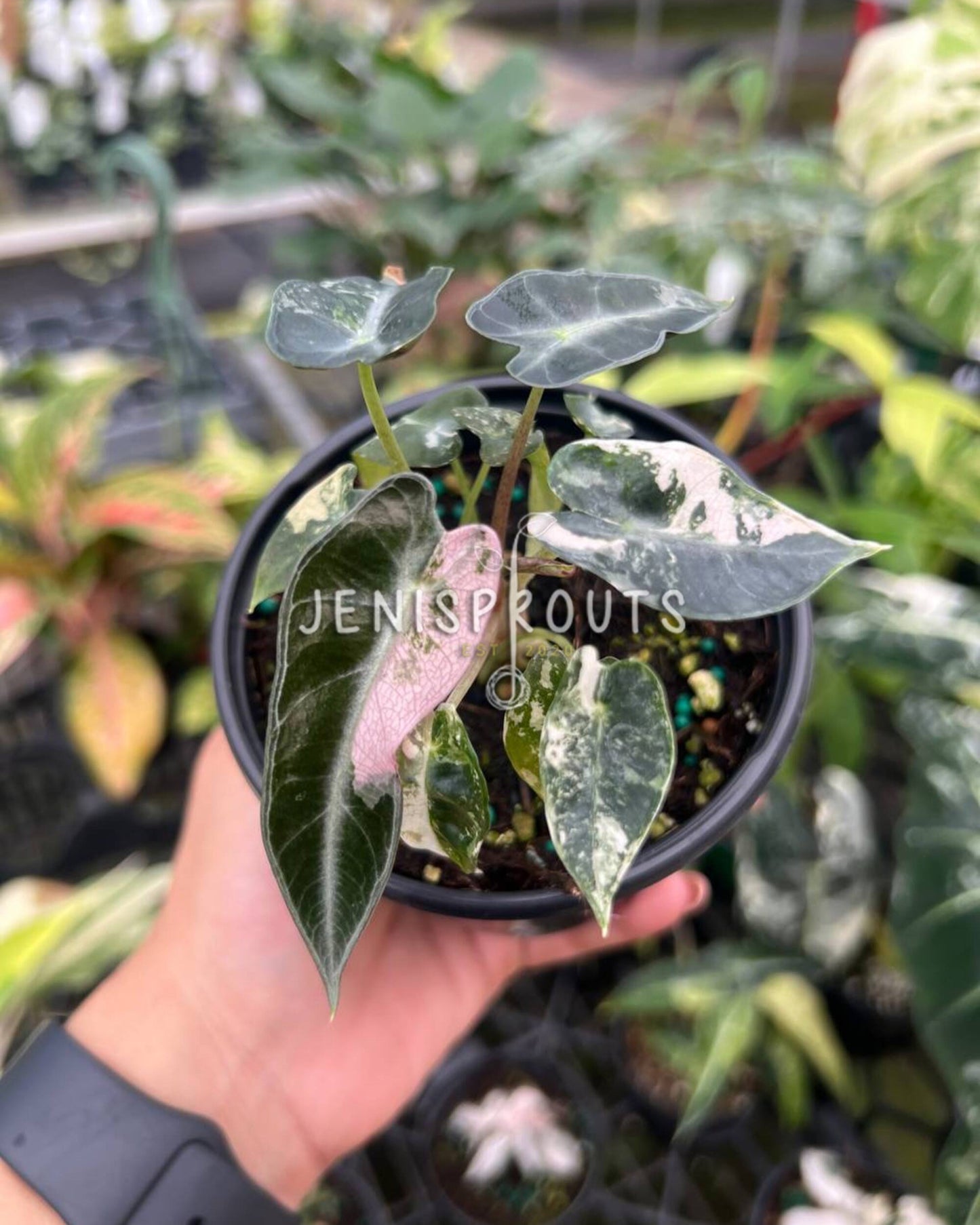 4" Alocasia Bambino Pink Variegated