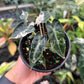 4" Alocasia Bambino Pink Variegated