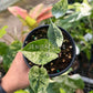 4" Alocasia Dragon Scale Mint Variegated