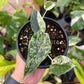 4" Alocasia Dragon Scale Mint Variegated