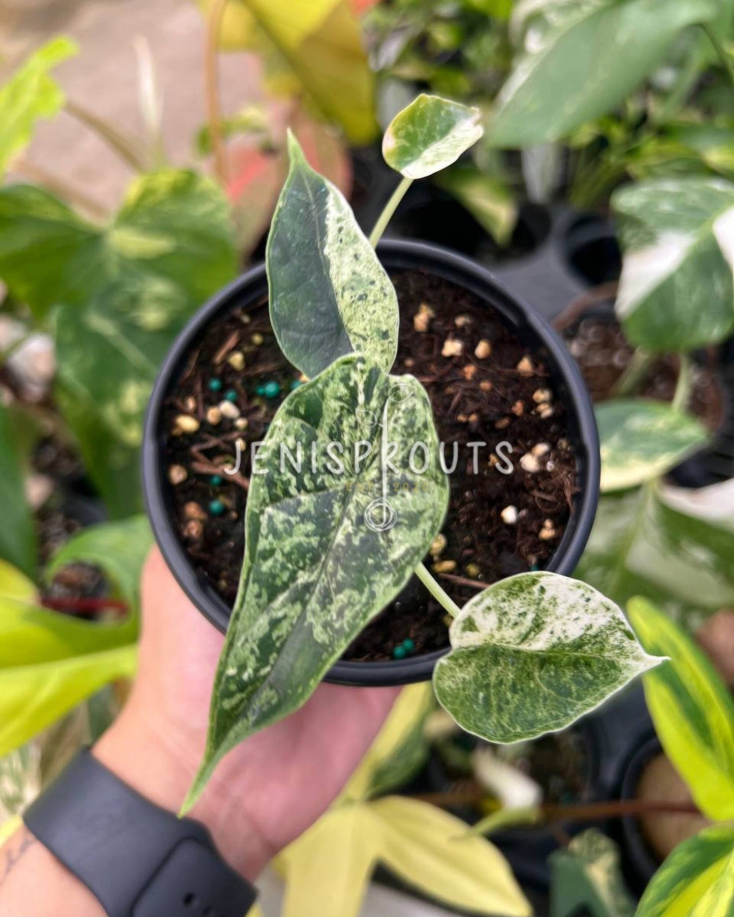 4" Alocasia Dragon Scale Mint Variegated