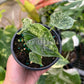 4" Alocasia Dragon Scale Mint Variegated