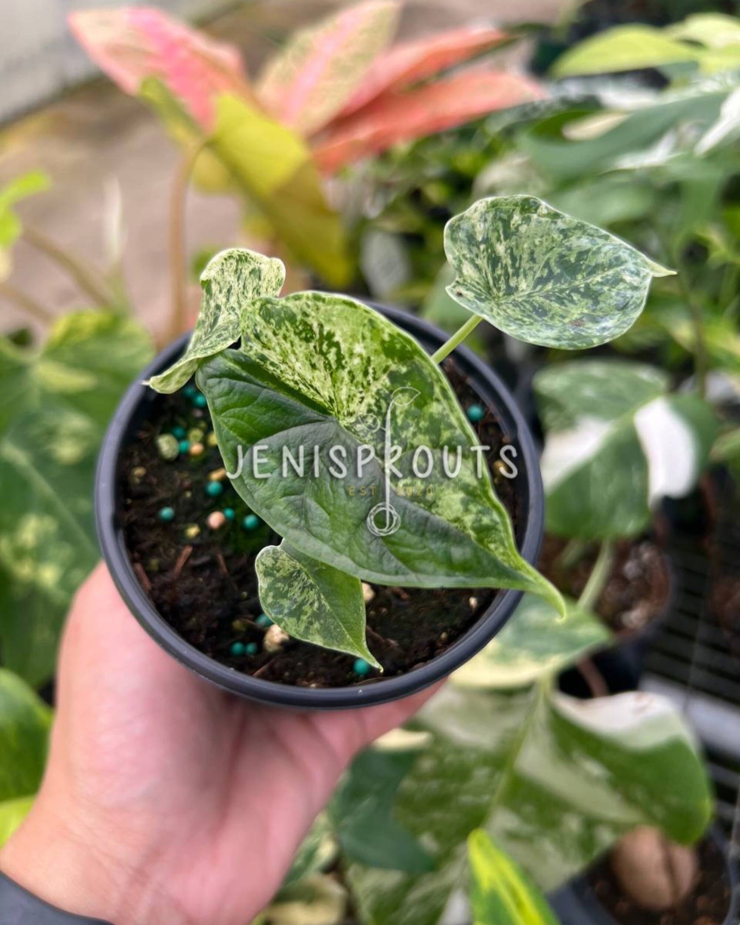 4" Alocasia Dragon Scale Mint Variegated