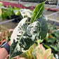 4" Alocasia Frydek Variegated
