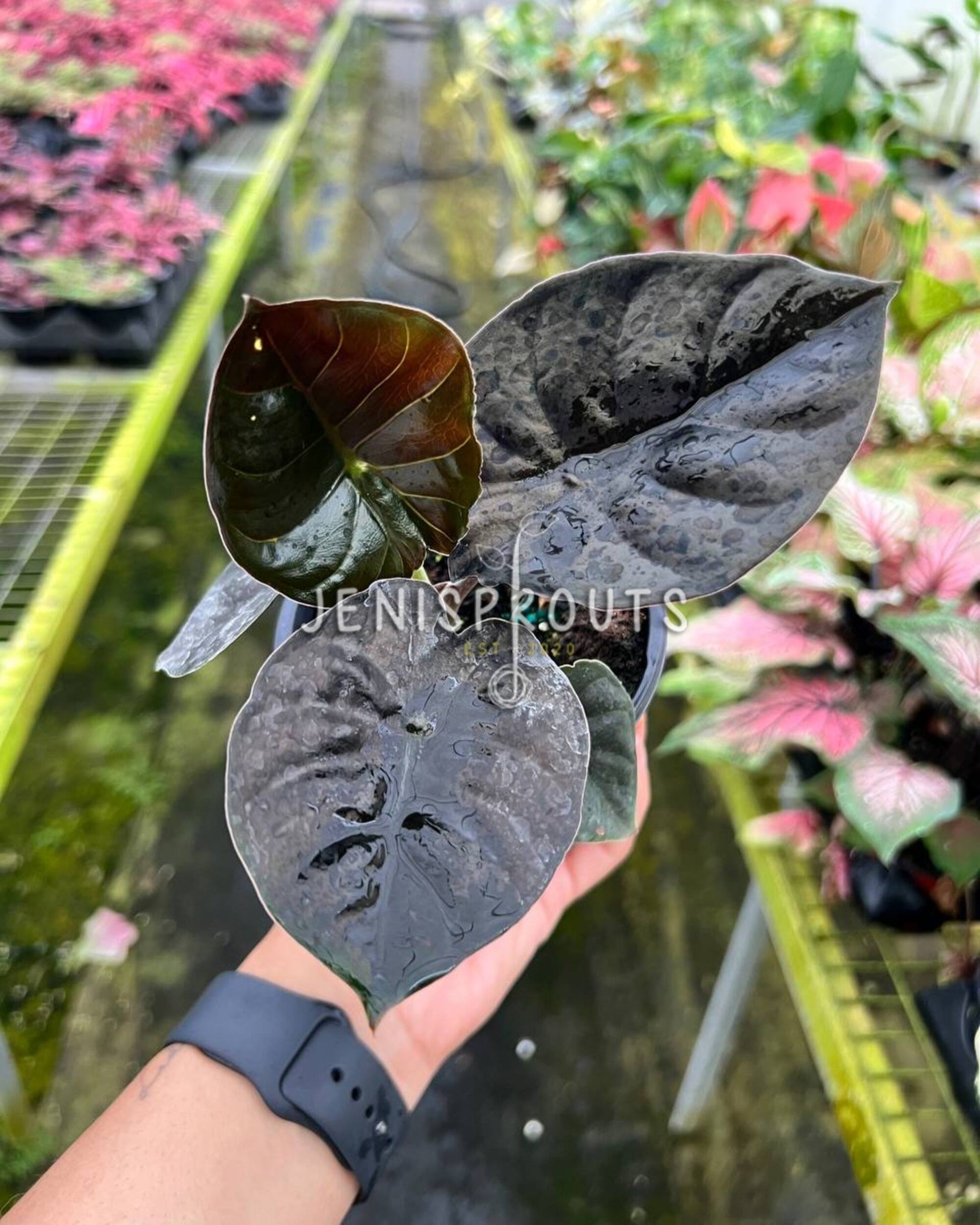black indoor plant Alocasia Infernalis – Rare Indoor Plant