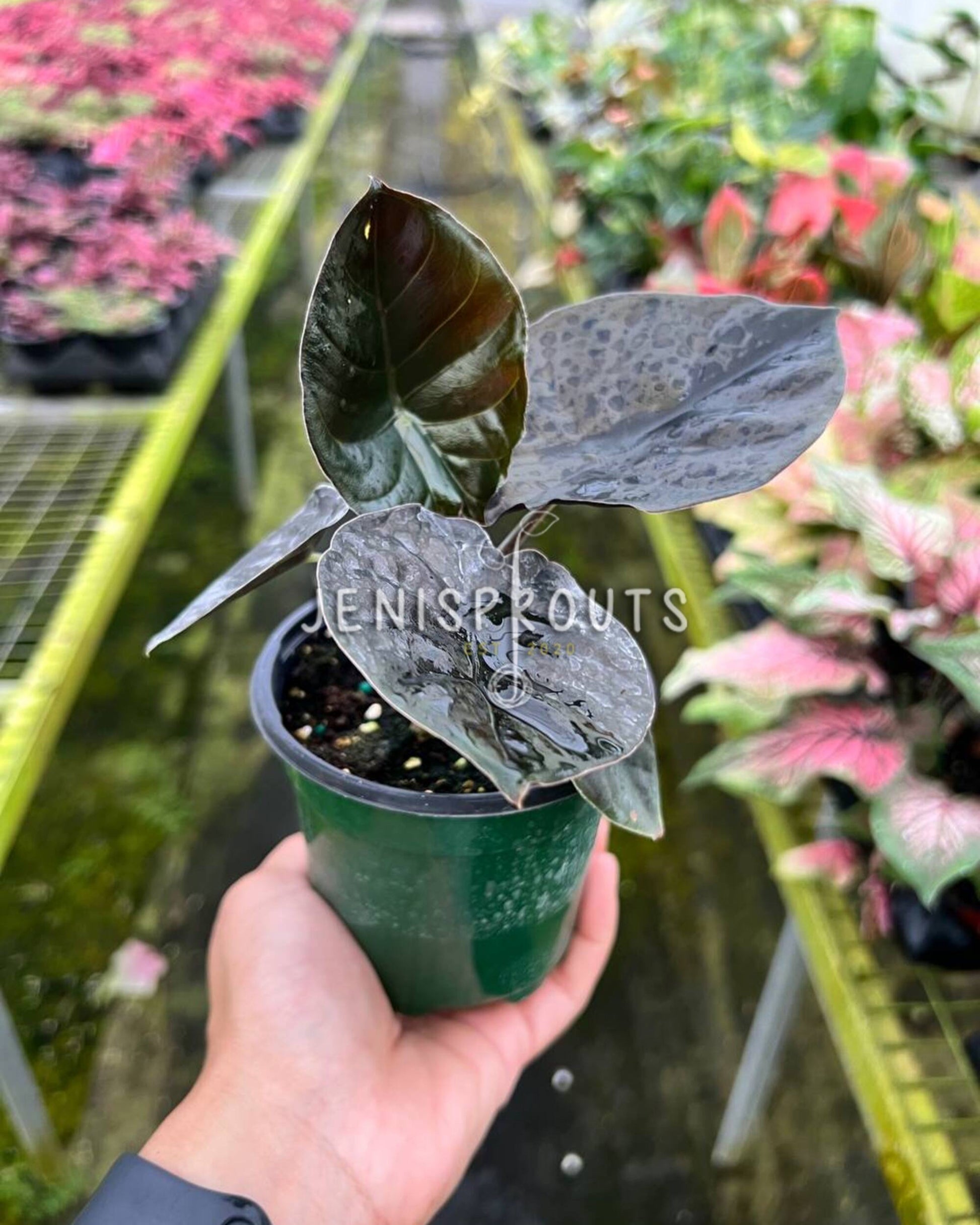 indoor plants black leaves Alocasia Infernalis – Rare Indoor Plant