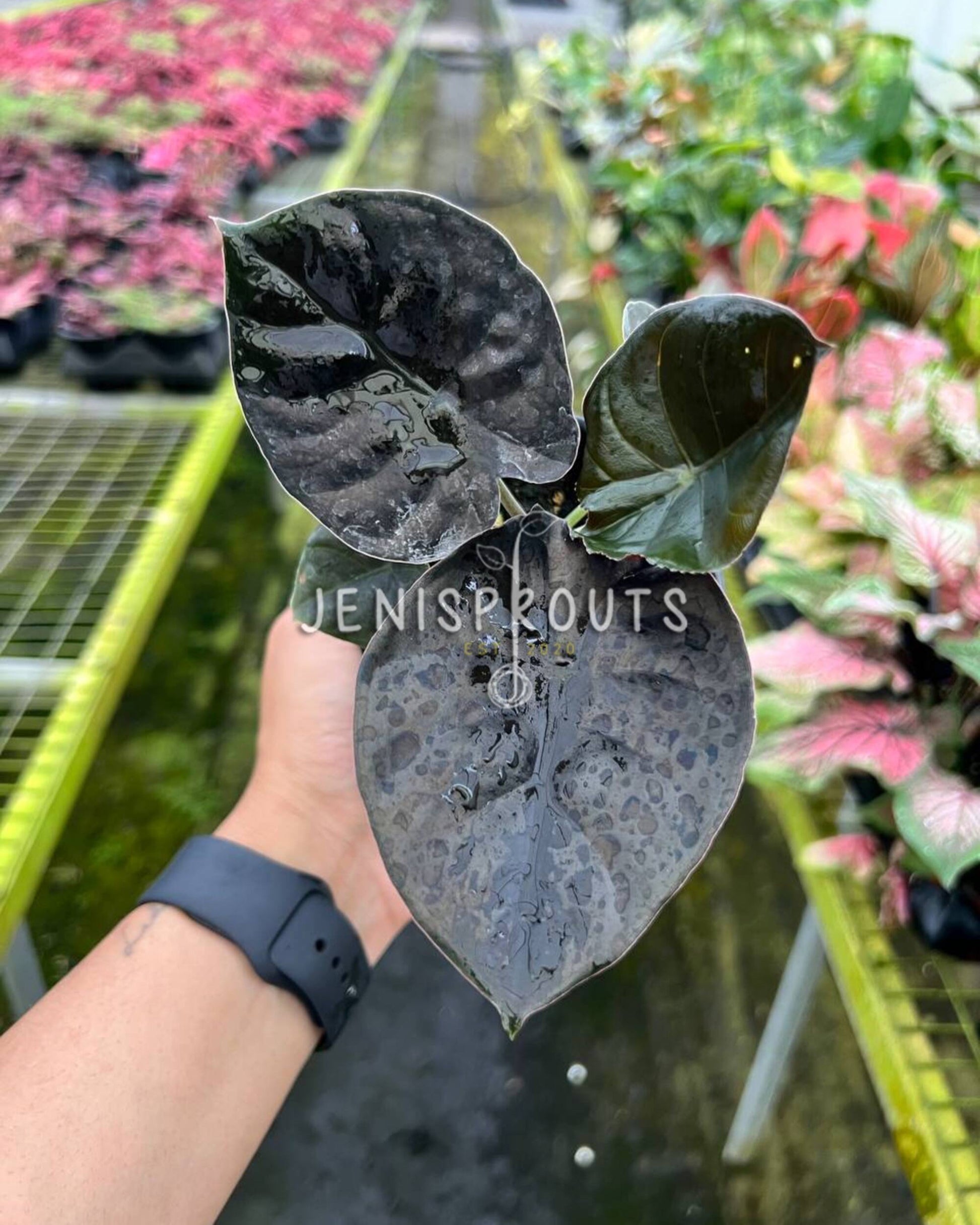 indoor plants with unique leaves Alocasia Infernalis – Rare Indoor Plant